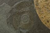 Jurassic Ammonite (Lytoceras) Fossil - Posidonia Shale, Germany #264532-2